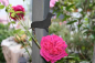 Preview: Memotafel Dackel