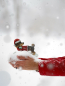 Preview: Niedlicher Weihnachtsdackel