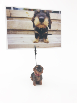 Postkartenhalter Rauhhaardackel