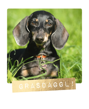 Postkarte: Grasdaggl!