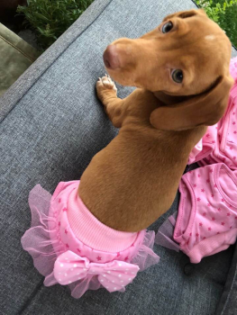 Monatshöschen für Dackelmädchen rosa