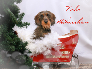 Postkarte Weihnachtsschlitten Rauhhaardackel