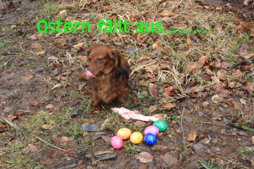 Postkarte "Ostern fällt aus"