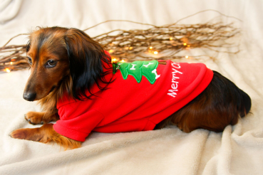 Weihnachtssweater für Dackel