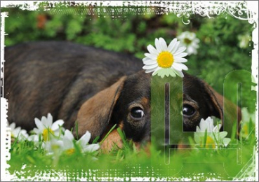 Postkarte "Sommer" II