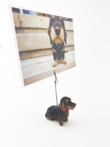 Postkartenhalter Rauhhaardackel