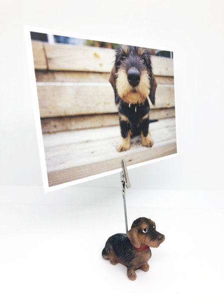 Postkartenhalter Rauhhaardackel