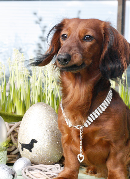 Kette mit Herzanhänger für Dackel