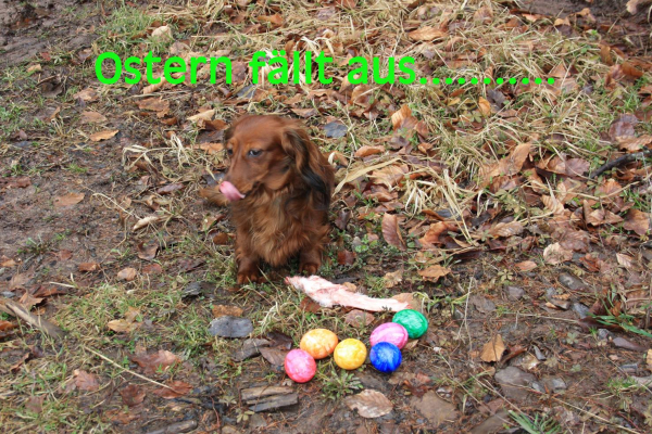 Postkarte "Ostern fällt aus"